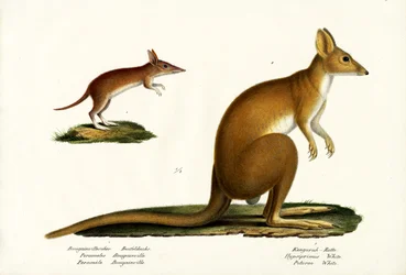 Westelijke gestreepte bandicoot, 1824